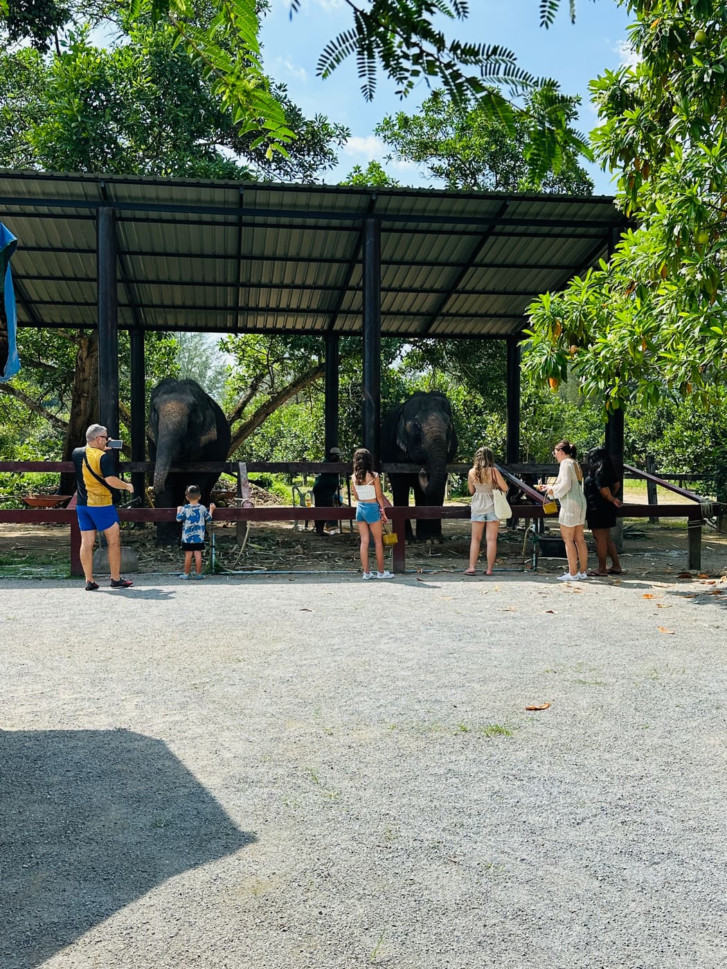 Guests visiting elephants on a Khao Lak tour